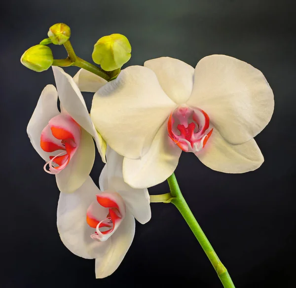 Белые ветви орхидей цветы с бутонами, Orchidaceae, Phalaenopsis — стоковое фото