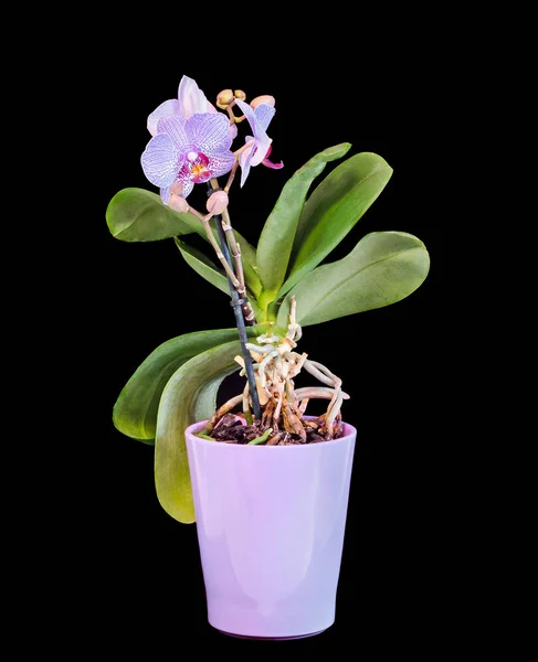 Flores coloridas da orquídea do ramo com buds, Orchidaceae, Phalaenops — Fotografia de Stock
