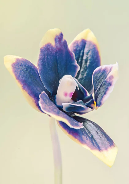 芽、ラン科ファレノプシスと青い支店蘭花 — ストック写真