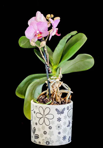 Flores rosa do orchid do ramo com buds, Orchidaceae, Phalaenopsis — Fotografia de Stock