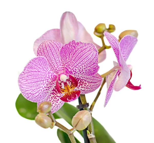 Flores de orquídea de rama rosa con brotes, Orchidaceae, Phalaenopsis —  Fotos de Stock