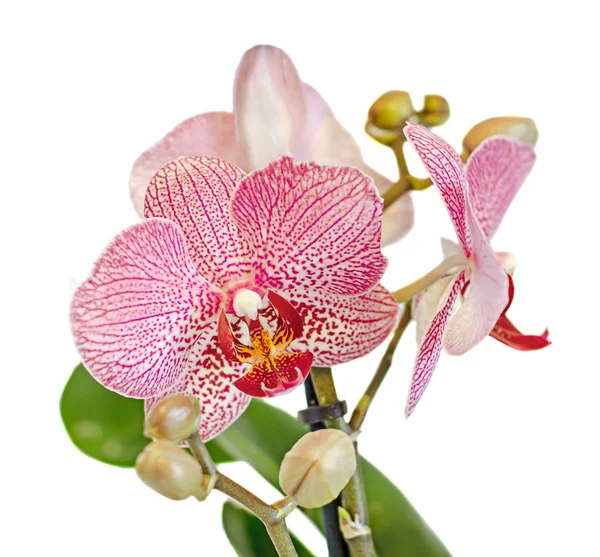 Flores de orquídea de rama rosa con brotes, Orchidaceae, Phalaenopsis —  Fotos de Stock