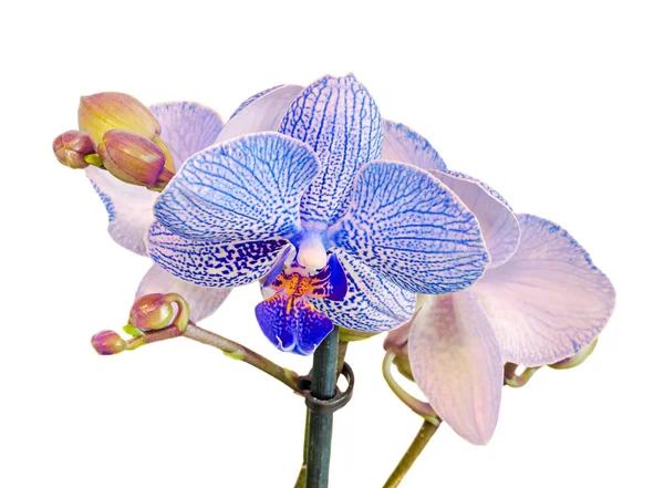Kék ág orchidea virágok, rügyek, Orchidaceae, Phalaenopsis — Stock Fotó