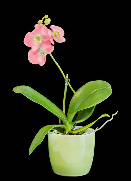 Květy orchidejí růžová větev s pupeny, Orchidaceae, Phalaenopsis — Stock fotografie