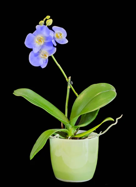 Flores azuis do orchid do ramo com buds, Orchidaceae, Phalaenopsis — Fotografia de Stock