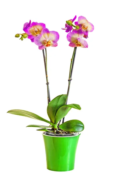 Flores coloridas da orquídea do ramo com buds, Orchidaceae, Phalaenops — Fotografia de Stock