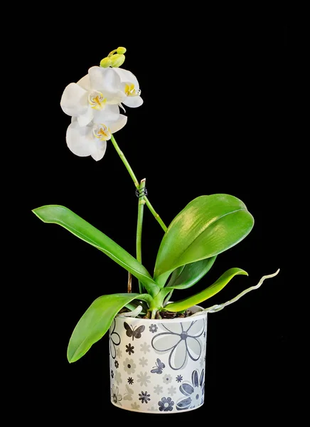 Flores brancas do orchid do ramo com buds, Orchidaceae, Phalaenopsis — Fotografia de Stock