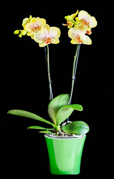 Žlutá orchidej větev květiny s pupeny, Orchidaceae, Phalaenopsis — Stock fotografie