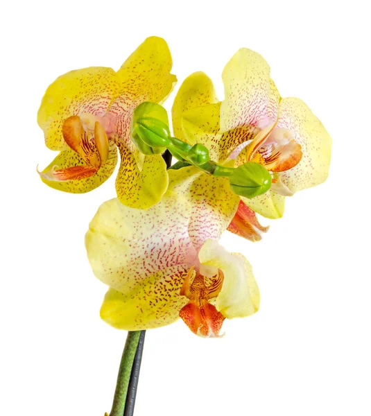 Flores de orquídea de rama amarilla con brotes, Orchidaceae, Phalaenopsis —  Fotos de Stock