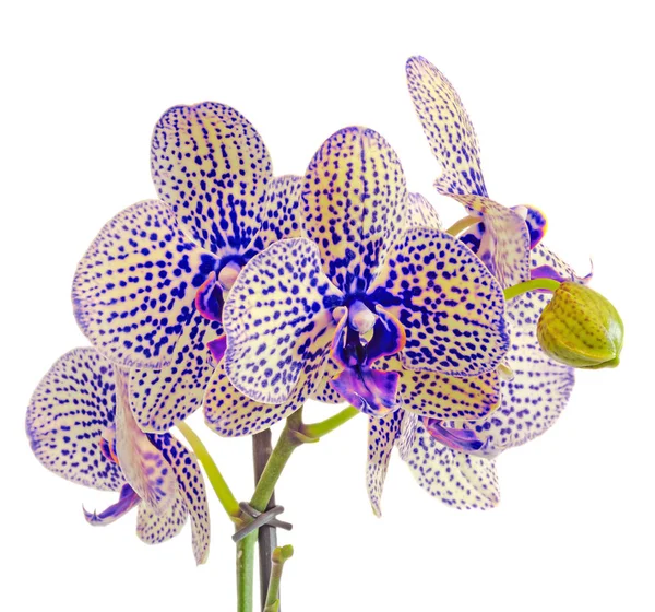 Flores de orquídea de rama azul con brotes, Orchidaceae, Phalaenopsis —  Fotos de Stock