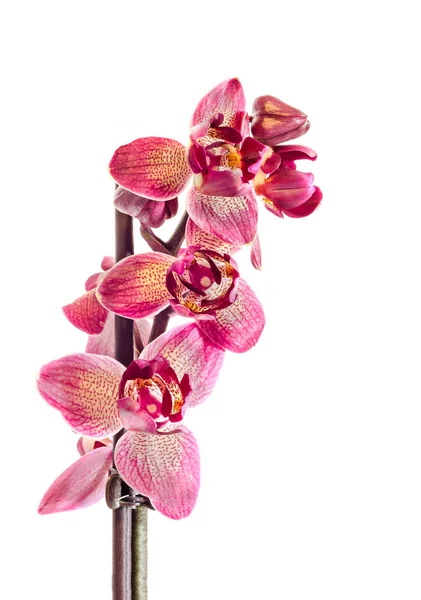 芽，兰科植物，蝴蝶兰紫科兰花花 — 图库照片