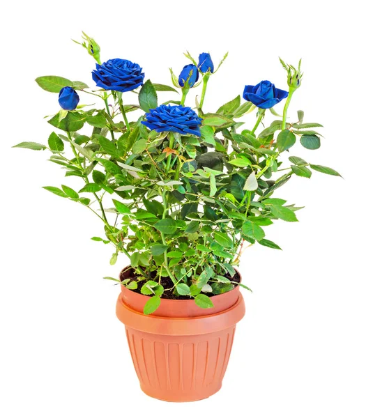 Blaue Rosen Blütenstrauch mit Knospen in einer braunen Vase, Blumentopf — Stockfoto