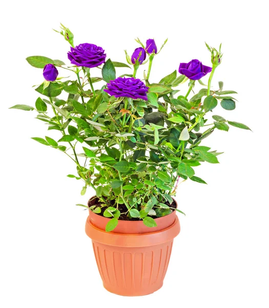 Violette Rosen Blütenstrauch mit Knospen in einer braunen Vase, Blumentopf, — Stockfoto