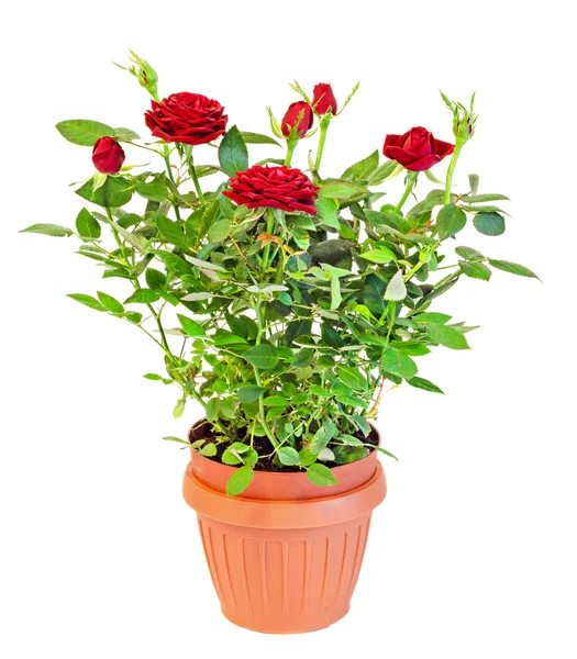 Dark red roses flower bush with buds in a brown vase, flowerpot, — Stock Photo, Image