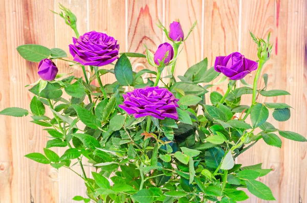 Rosas violetas arbusto de flores con brotes en un jarrón marrón, maceta , — Foto de Stock
