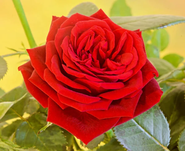 Темно-красные розы куст с бутонами в коричневой вазе, цветочный горшок , — стоковое фото