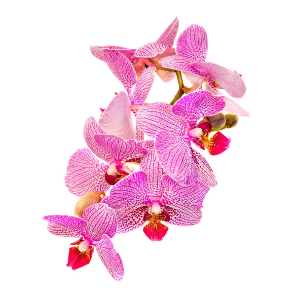 粉色分支兰花花带芽，兰科植物，蝴蝶兰 — 图库照片