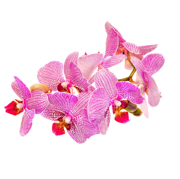 Pink branch orchid flowers with buds, Orchidaceae, Phalaenopsis — Stock Photo, Image