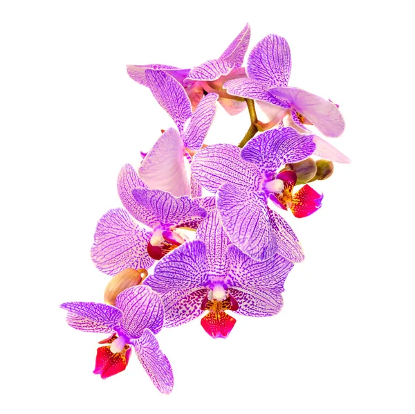 A rügyek, Orchidaceae, Phalaenopsis orchidea rózsaszín ág virágok — Stock Fotó