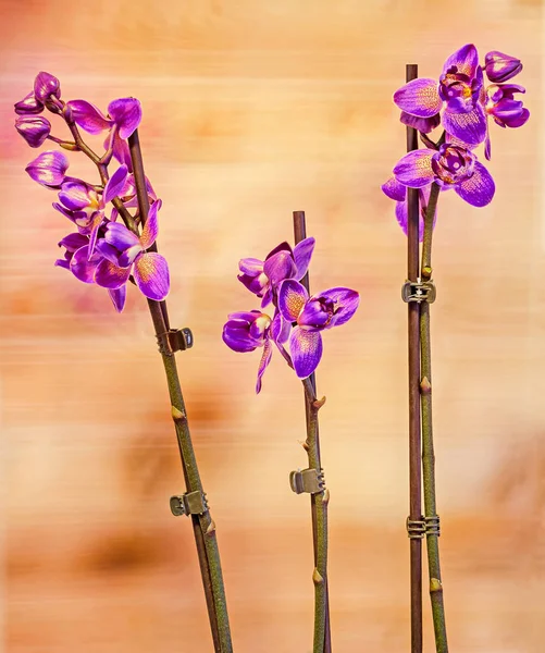 Färgade gren orkidé blommor med knoppar, Orchidaceae, Phalaenops — Stockfoto