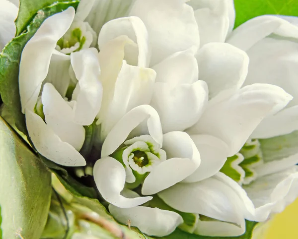 Galanthus nivalis blanco, flores nevadas, racimo, primer plano, bokeh —  Fotos de Stock