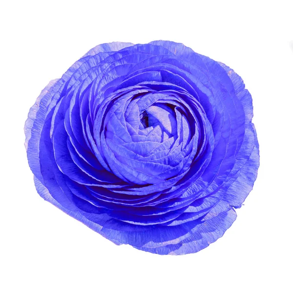 Blue Ranunculus flower, Ranunculaceae family. — Stock Photo, Image