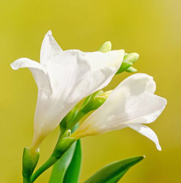 Fiori di fresia bianca, famiglia Iridaceae, bokeh a gradiente giallo — Foto Stock