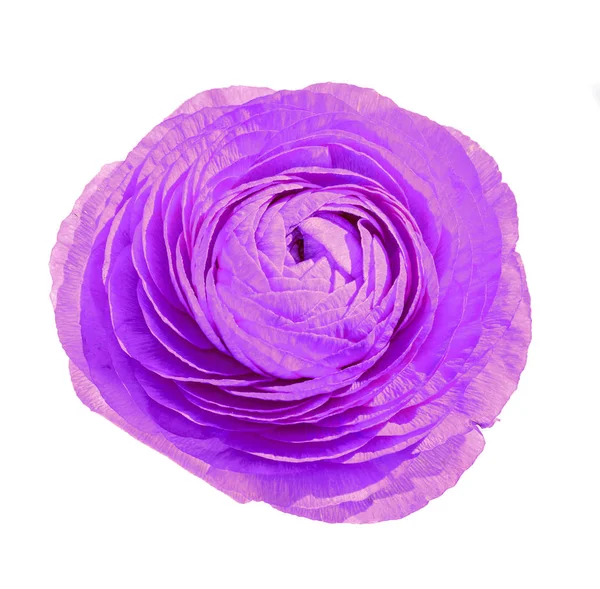 Violet Ranunculus flower, Ranunculaceae family. — Stock Photo, Image