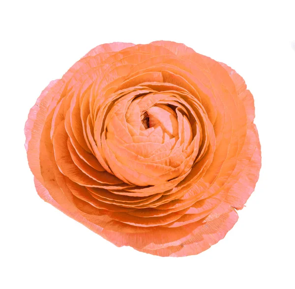 Orange Ranunculus flower, Ranunculaceae family. — Stock Photo, Image