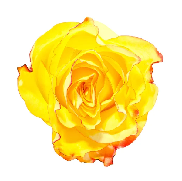 Yellow, orange with red stripes rose flower, close up, isolated, — Stock Photo, Image