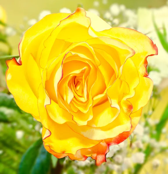 黄色、赤オレンジ ストライプのバラの花、クローズ アップ、分離, — ストック写真