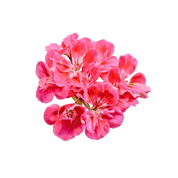 Pelargonio rojo, flores de geranios, primer plano, fondo blanco . — Foto de Stock