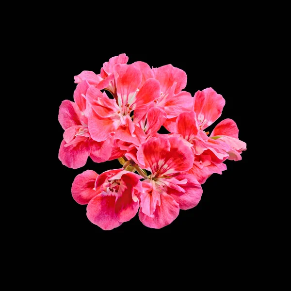 Pelargonio rojo, flores de geranios, primer plano, fondo negro . — Foto de Stock