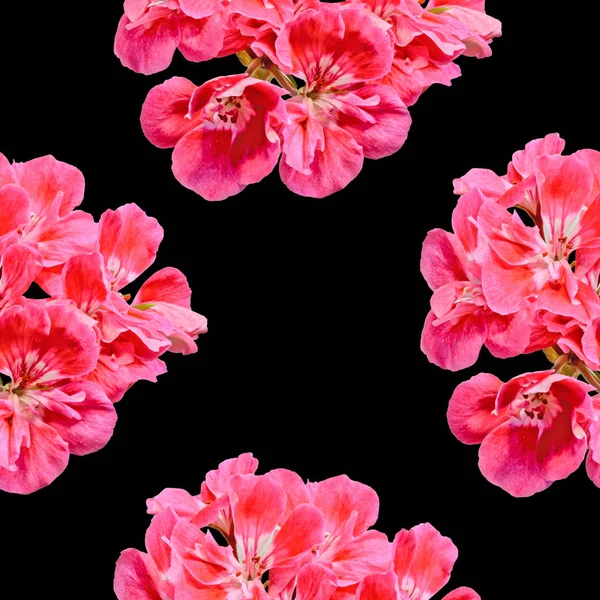 Red Pelargonium, Geraniums flowers, close up, frame background. — Stock Photo, Image