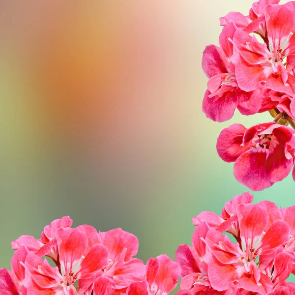 Pelargonio rojo, flores de geranios, primer plano, marco de fondo . — Foto de Stock