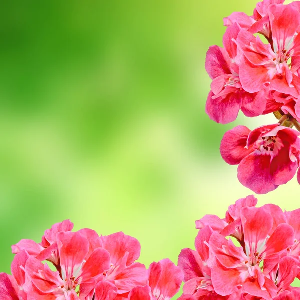 Pelargonio rojo, flores de geranios, primer plano, marco de fondo . — Foto de Stock