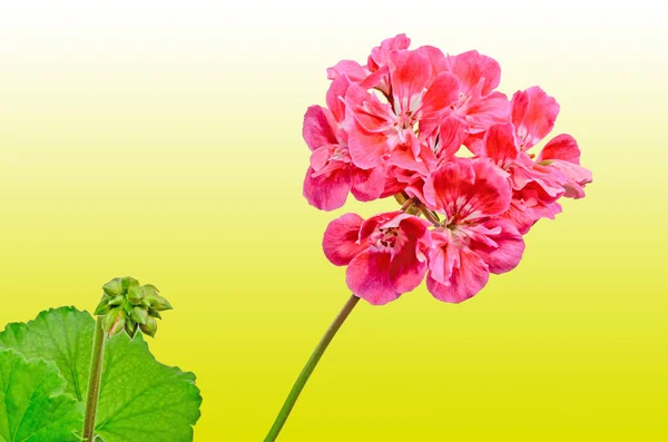 Piros muskátli, muskátlik virágok, közelkép, színes háttérrel — Stock Fotó