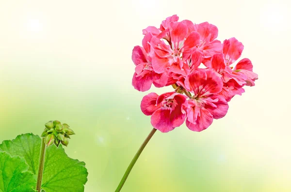 Pelargonio rojo, flores de geranios, primer plano, fondo de color — Foto de Stock