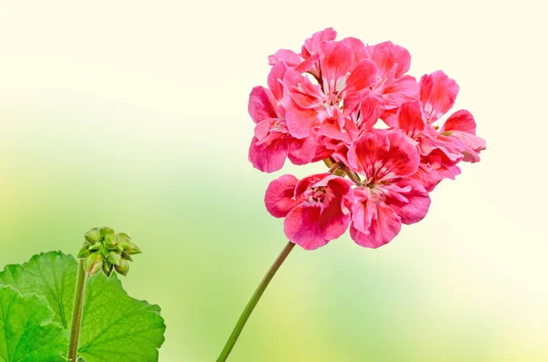 Pelargonio rojo, flores de geranios, primer plano, fondo de color — Foto de Stock