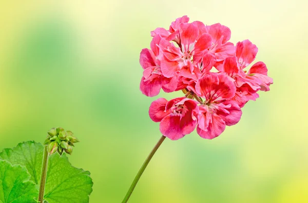 Pelargonio rojo, flores de geranios, primer plano, fondo de color — Foto de Stock