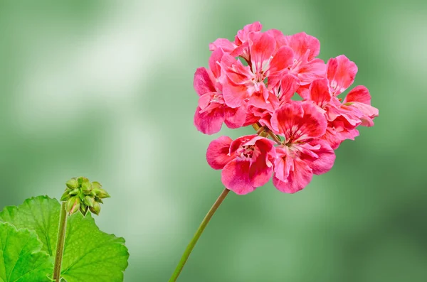 Pelargonio rojo, flores de geranios, primer plano, fondo de color — Foto de Stock