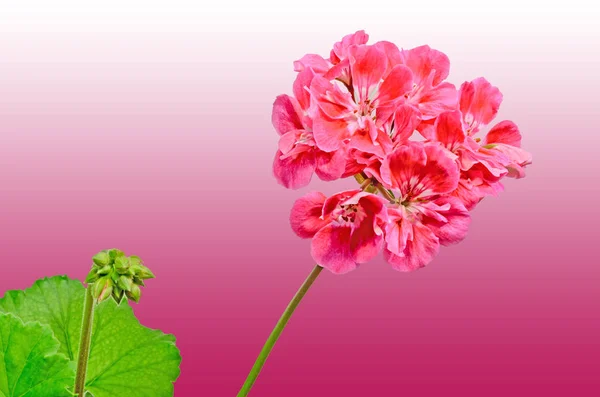 Pelargonio rojo, flores de geranios, primer plano, fondo de color — Foto de Stock