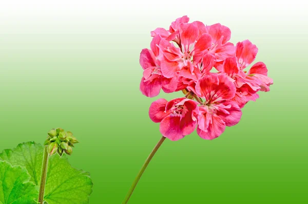 天竺葵花，红色天竺葵关闭，彩色背景 — 图库照片