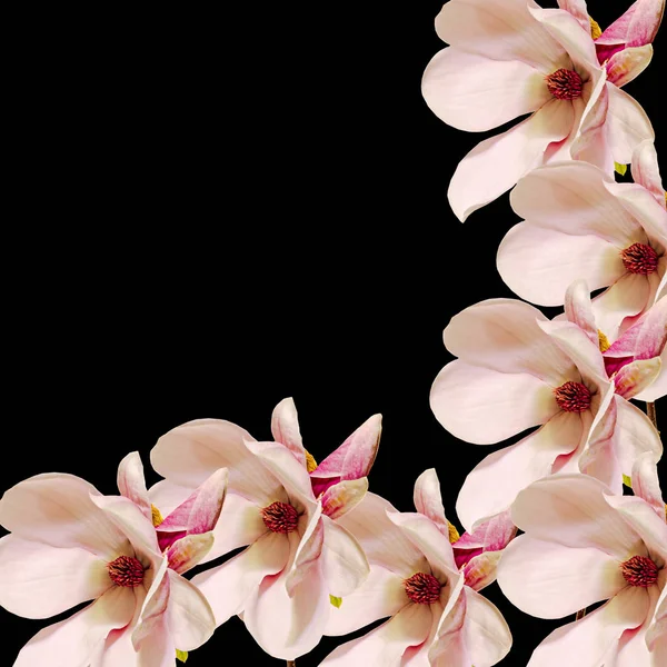 ピンクのマグノリア枝花、クローズ アップ、フレームの背景 — ストック写真