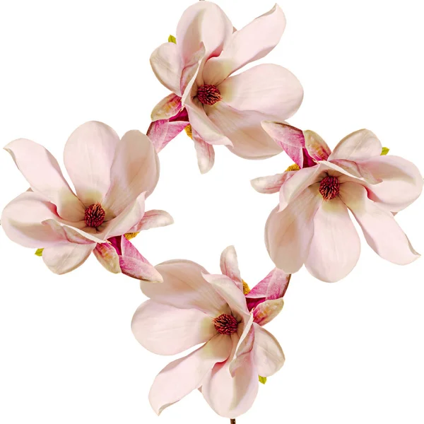 ピンクのマグノリア枝花、クローズ アップ、分離モデルの背景 — ストック写真