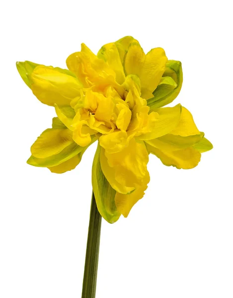 Narciso amarillo (narciso) flor, primer plano, fondo blanco . — Foto de Stock