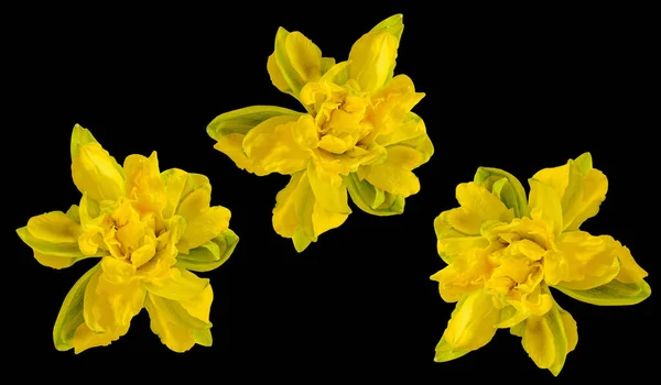 Gul påsklilja (narcissus) blomma, närbild, svart bakgrund. — Stockfoto