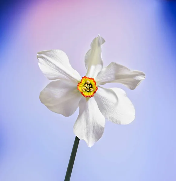 白い水仙 (スイセン) の花、クローズ アップ、グラデーションの背景 — ストック写真
