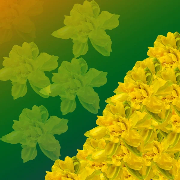 Narcisos amarillos (narcisos) flores, primer plano, textura de fondo — Foto de Stock