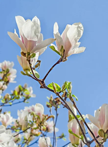 White Magnolia branch flowers, tree flowers, blue sky background